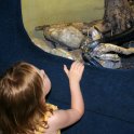 Amber Viewing Snakes